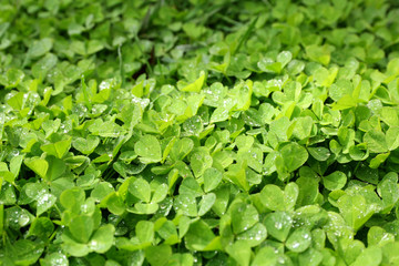 Green clover leaves background