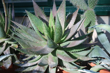 Aloe (aloë) - genus of succulent plants of the subfamily asphodeloideae family santorreevye...