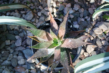 Aloe (aloë) - genus of succulent plants of the subfamily asphodeloideae family santorreevye (Xanthorrhoeaceae), containing more than 500 species
