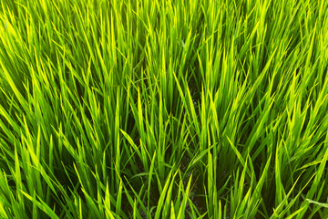 Obraz premium Green rice field closeup.