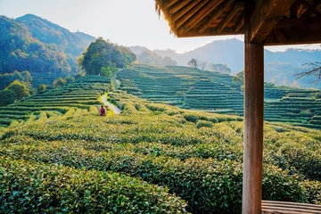 Cercles muraux Campagne hut with tea fields