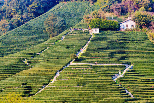 Longjing Tea Fields Mountain