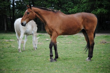 Fototapeta premium Cheval