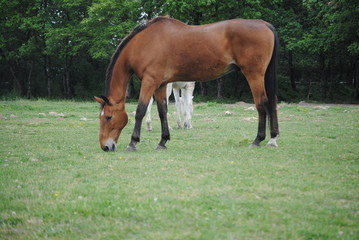 Fototapeta premium Cheval