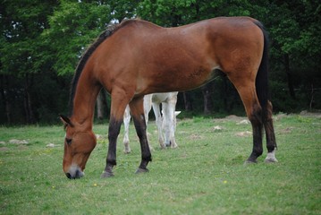 Fototapeta premium Cheval
