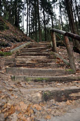 Stairs in a dark pine forest