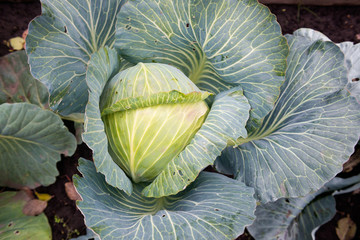 Outdoor photo of a cabbage