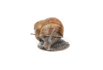 snail isolated