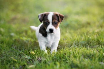 jack russell terrier puppy posing outdoors © otsphoto