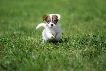 happy jack russell terrier puppy running on grass