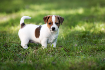 Naklejka na ściany i meble jack russell terrier puppy posing outdoors
