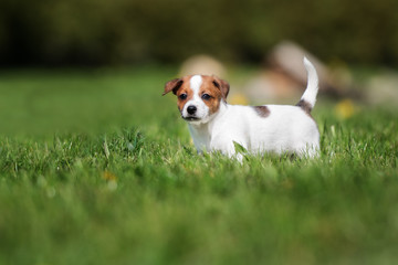jack russell terrier puppy standing outdoors
