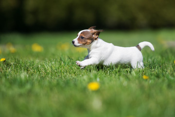 jack russell terrier puppy running outdoors