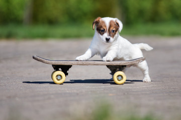 adorable jack russell terrier puppy on a skateboard