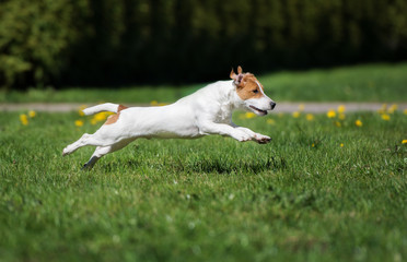jack russell terrier dog running outdoors © otsphoto