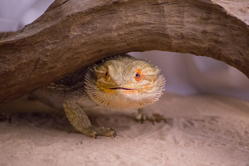 pogona vitticeps 