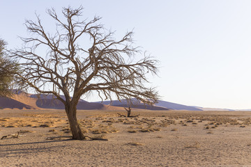 Viewof trees near the dune 45 in the Namib Desert, Sossusvlei, N