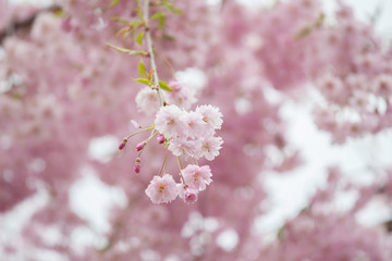 Cherry blossom in spring season ,Japan