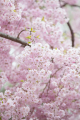 Cherry blossom in spring season ,Japan