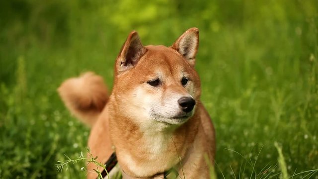 Shiba Inu is looking afar on a spring meadow. Funny animals