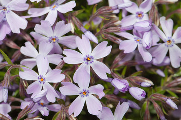 Shibasakura flower close up