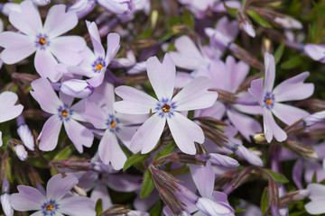 Shibasakura flower close up