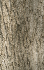 Tree bark texture. Old Wood Tree Texture Background Pattern. Hig