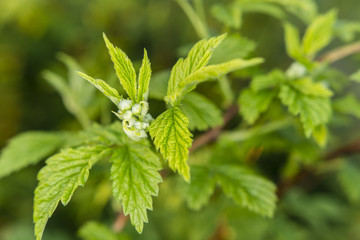 upper part with raspberry flower buds