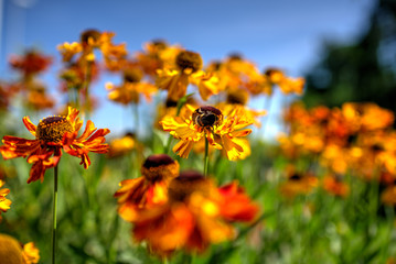 Blüten des Sonnenhutes