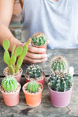 Gardening cactus in pot plant on wooden table