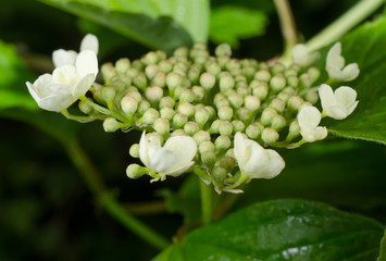 gemeiner Schneeball, Knospen im Frühling