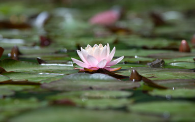 Pink water lily is beautifully reflected in lake water