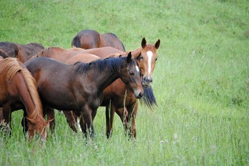 Chevaux