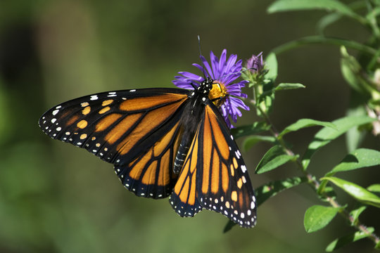 Butterfly 2015-13 / Monarch seen in the wild