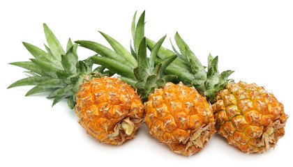 Popular honey queen pineapple of Bangladesh