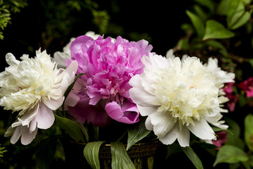 Blossom withe and pink peonies