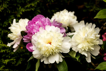 Blossom withe and pink peonies