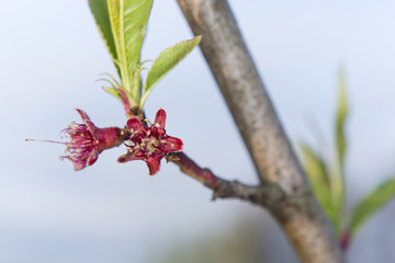red flowers on peach twig with leaves