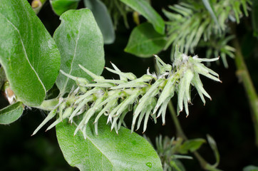 Busch beginnt zu blühen