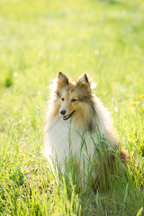 Red shetland sheepdog sitting on the green grass