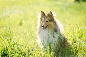 Red shetland sheepdog sitting on the green grass