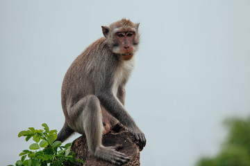 Close up photo Grey monkey sitting on treetop, staring directly