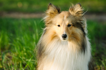 Red shetland sheepdog sitting on the green grass