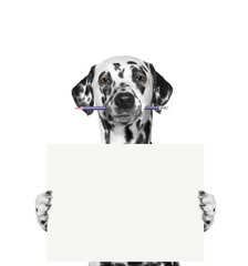 dog holding a pencil and blank - obrazy, fototapety, plakaty