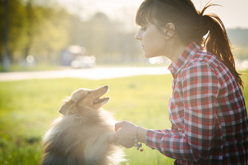 Young woman sitting with her dog sheltie on the grass and playing with the shetland sheepdog in the park - obrazy, fototapety, plakaty