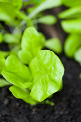 Young green lettuce in the garden in the spring