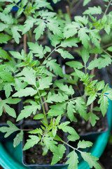 Young tomatoes seedlings in the green house