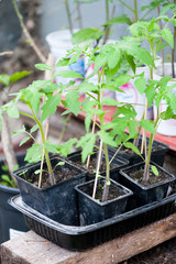 Young tomatoes seedlings in the green house