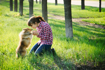 Young woman sitting with her dog sheltie on the grass and playing with the shetland sheepdog in the park