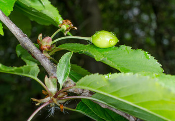 unreife Sauerkirsche am Baum 